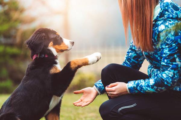 Effective Strategies for Leash Training Your Puppy