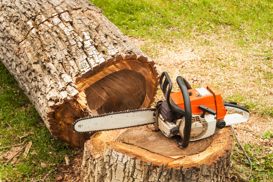 Benefits of Regular Tree Trimming for Healthy Growth
